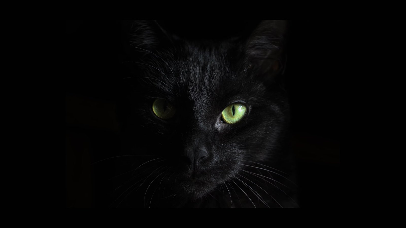 blackcat-alphv